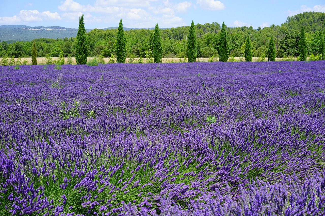 Provence, o Coração da França